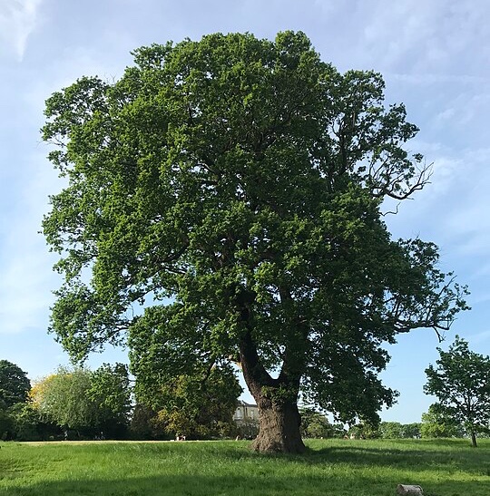 Oak tree